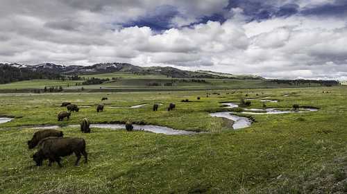 listen to Bison grazing near Gibbon Meadows