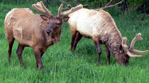 listen to American Elk, Red Squirrel, and American Robin