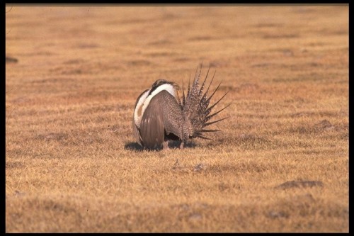 listen to Sage Grouse (0001520)