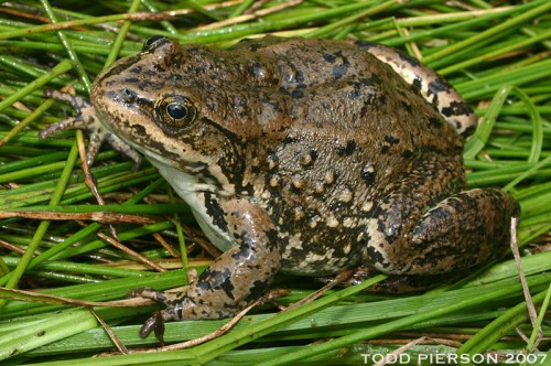 listen to Columbia Spotted Frog