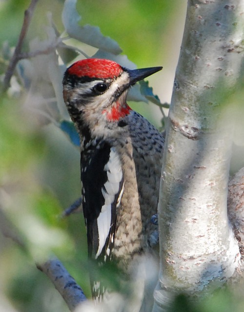 listen to Red-naped sapsucker (possible), Yosemite National Park