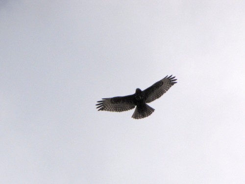 listen to Red-tailed hawk