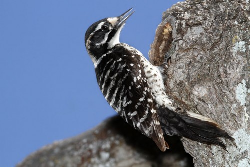 listen to Nuttall's Woodpecker call