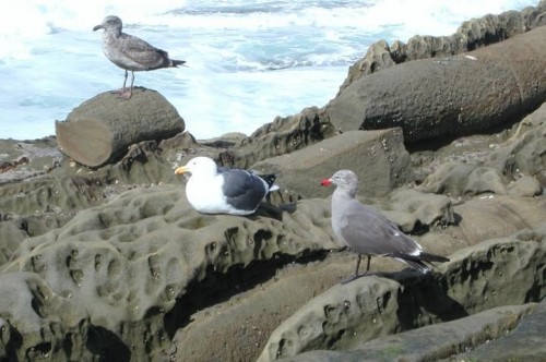 listen to Western gulls on the Farallon Islands