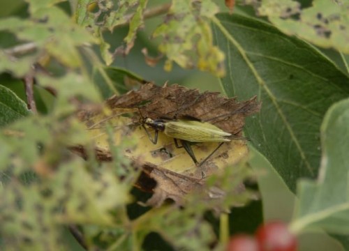 listen to Tree crickets in Salt Lake City