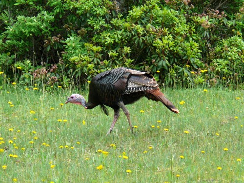 listen to Wild turkeys