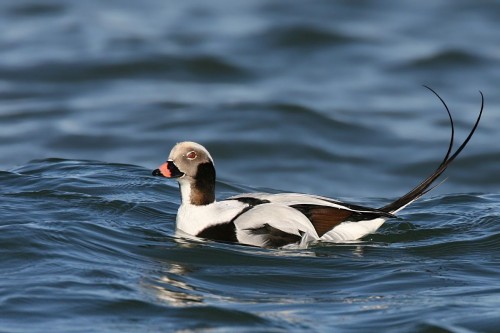 listen to Long-tailed Duck