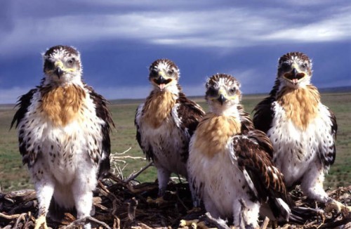 listen to Ferruginous Hawk