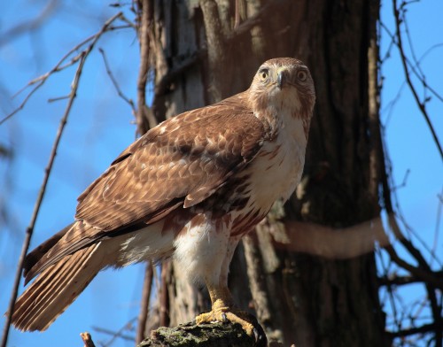 listen to Red-tailed Hawk (0001701)