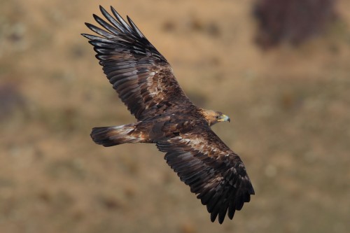 listen to Golden Eagle wings