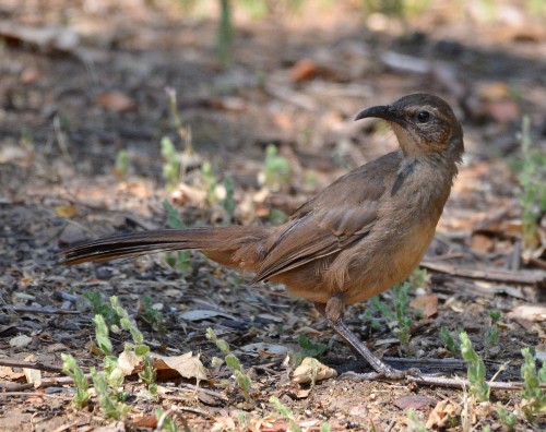 listen to California Thrasher