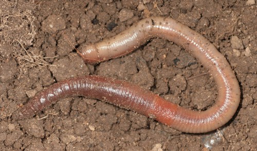 listen to Earthworms