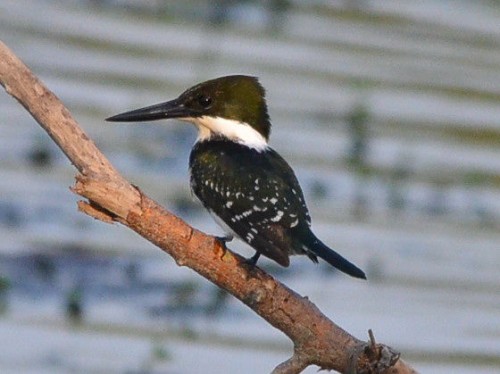 listen to Green Kingfisher