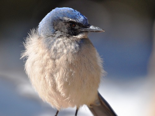 listen to California Scrub Jay