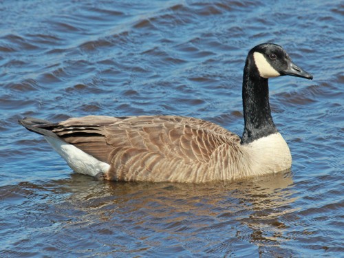 listen to Canada Goose (0001714)