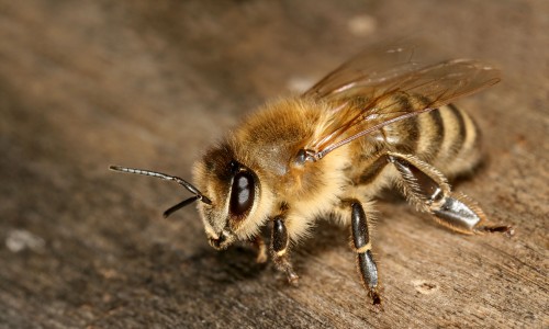 listen to Bee buzzing (mid-distance), Yosemite National Park