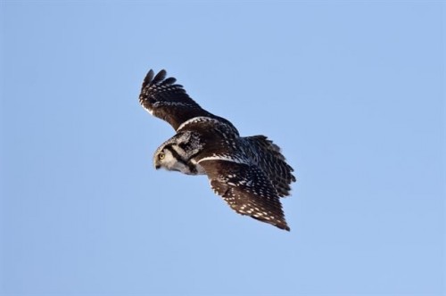 listen to Hawk Owl