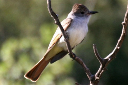 listen to Ash-throated Flycatcher and Lucy's Warbler