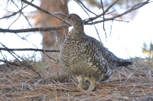 listen to Sooty Grouse female and male calls and songs