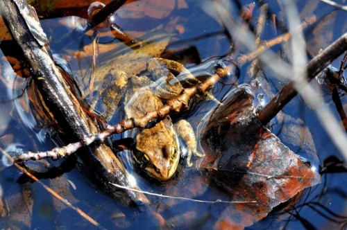 listen to Columbia Spotted Frog