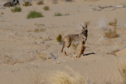 listen to Coyote vocalizations, Urban Coyote Project (0002172)