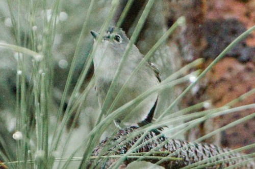 listen to Plumbeous Vireo