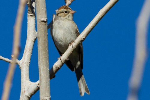 Chipping Sparrow call (Type 6), Acoustic Atlas Recording - Montana