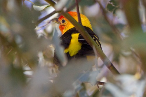 listen to Western Tanager