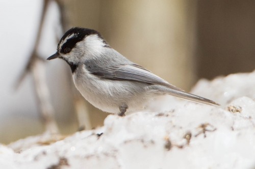 listen to Nebo Bench Trail (Utah) birdsong (0001393)