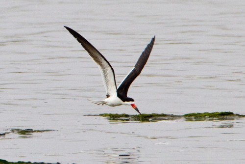 listen to Black Skimmer
