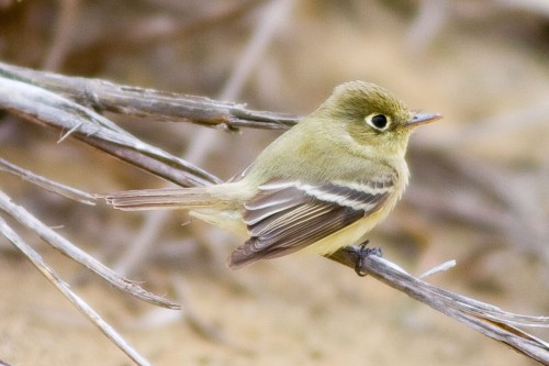 listen to Pacific-slope Flycatcher