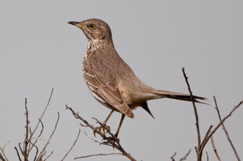 listen to Sage Thrasher near Ellensburg, WA