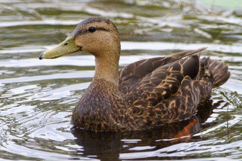 listen to Mottled Duck