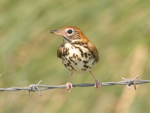 listen to Wood Thrush