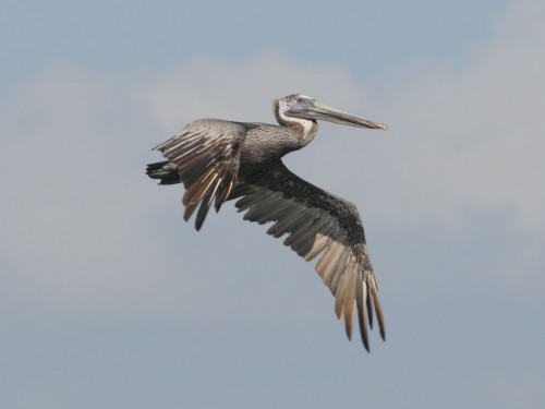 listen to Brown Pelican