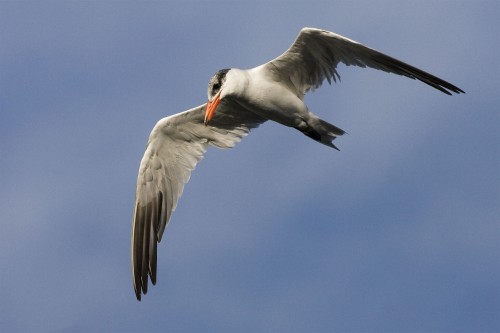 listen to Caspian Tern