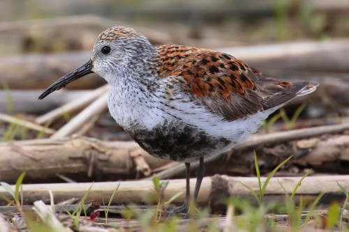 listen to Dunlin