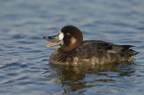 listen to Greater Scaup female