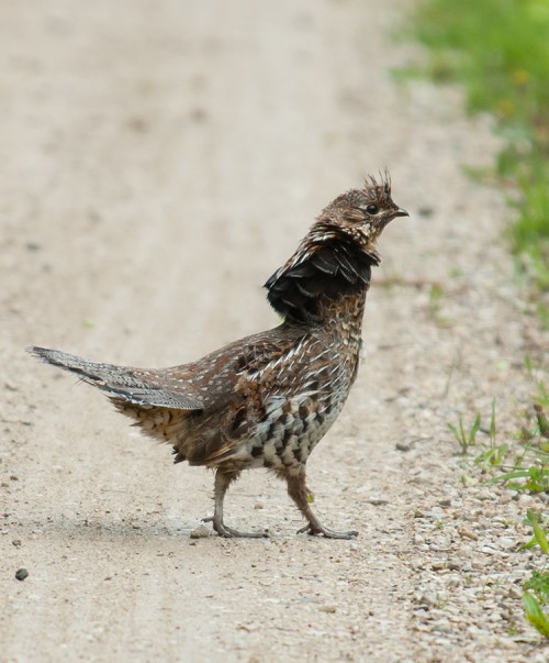 listen to Ruffed Grouse vocalizations (extended)