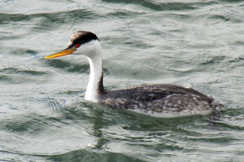 listen to Clark's Grebe