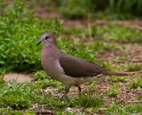 listen to White-tipped Dove