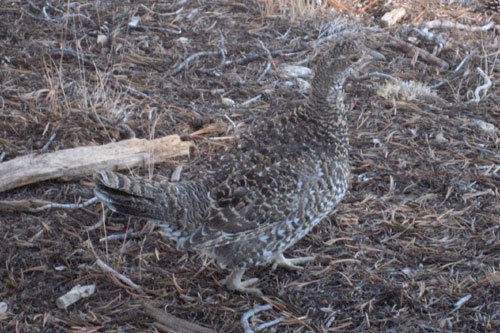 listen to Sooty Grouse wings