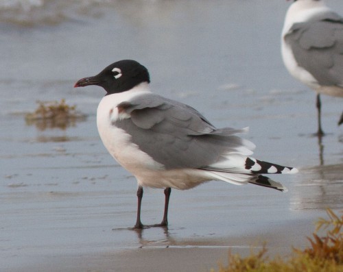 listen to Franklin's Gull