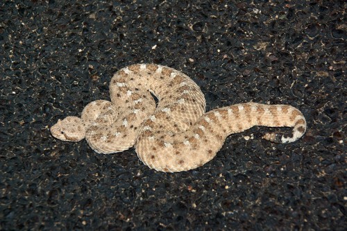 listen to Sonoran Sidewinder