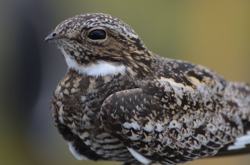 listen to Common nighthawk dive