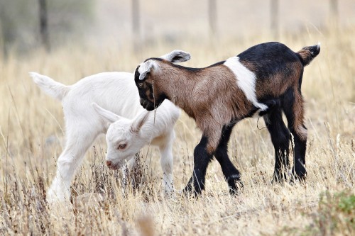 listen to Goats calling in Montana