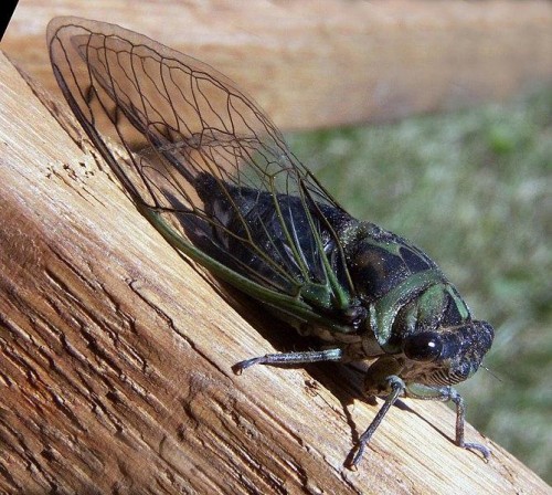 listen to Insect in White Sulphur Springs