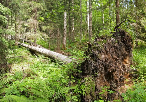 listen to A Tree Falls in the Forest