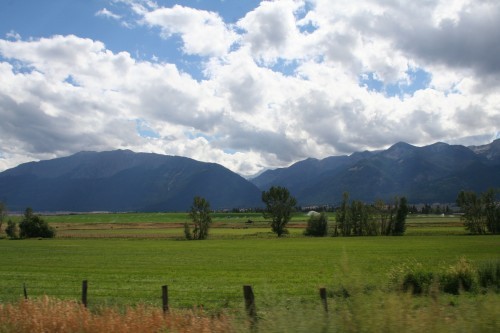 listen to Insects in field at Red's Horse Ranch (Oregon)