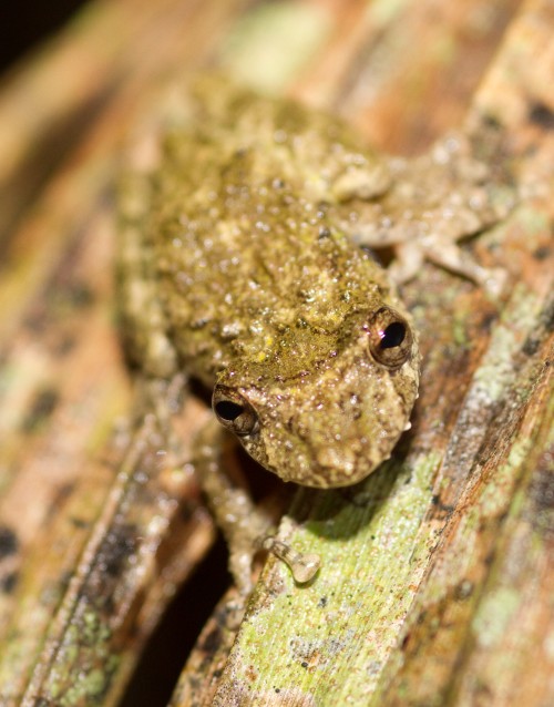 listen to Boulenger's Tree Frog